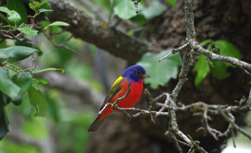 Beautiful Painted Bunting " Baby