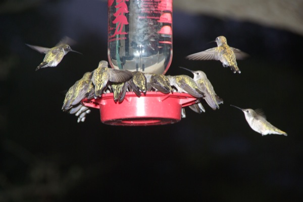 Hummingbird " Buffet
