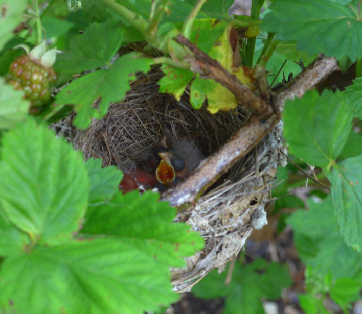 Painted Bunting babies " baby