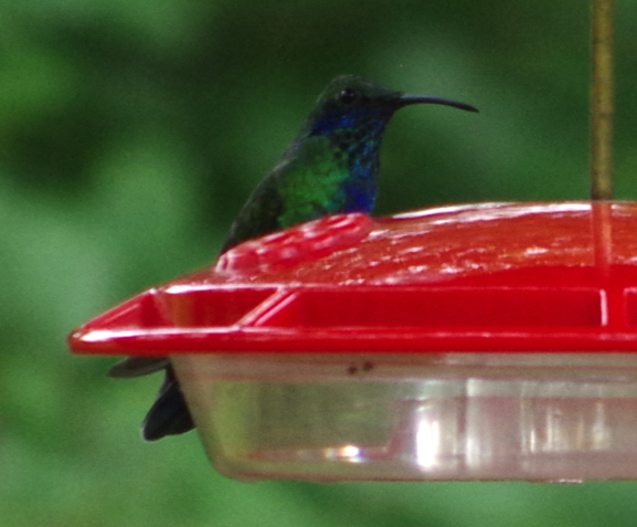Hummingbird " Buffet